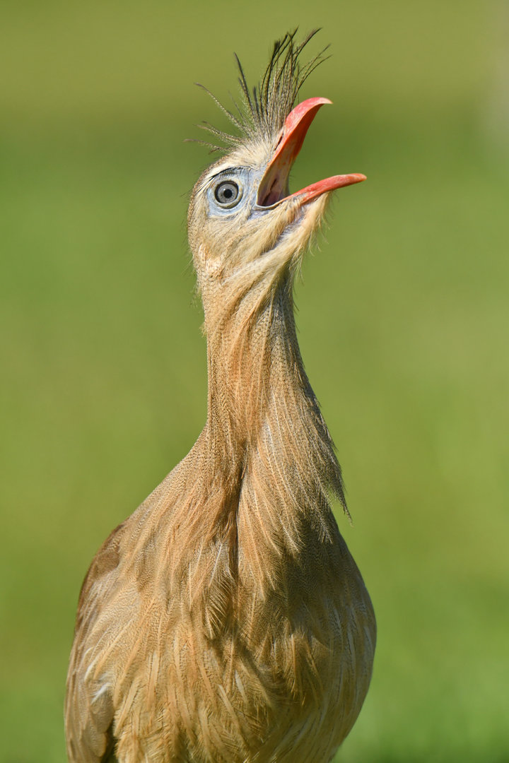 Red-legged Seriema Cariama cristata