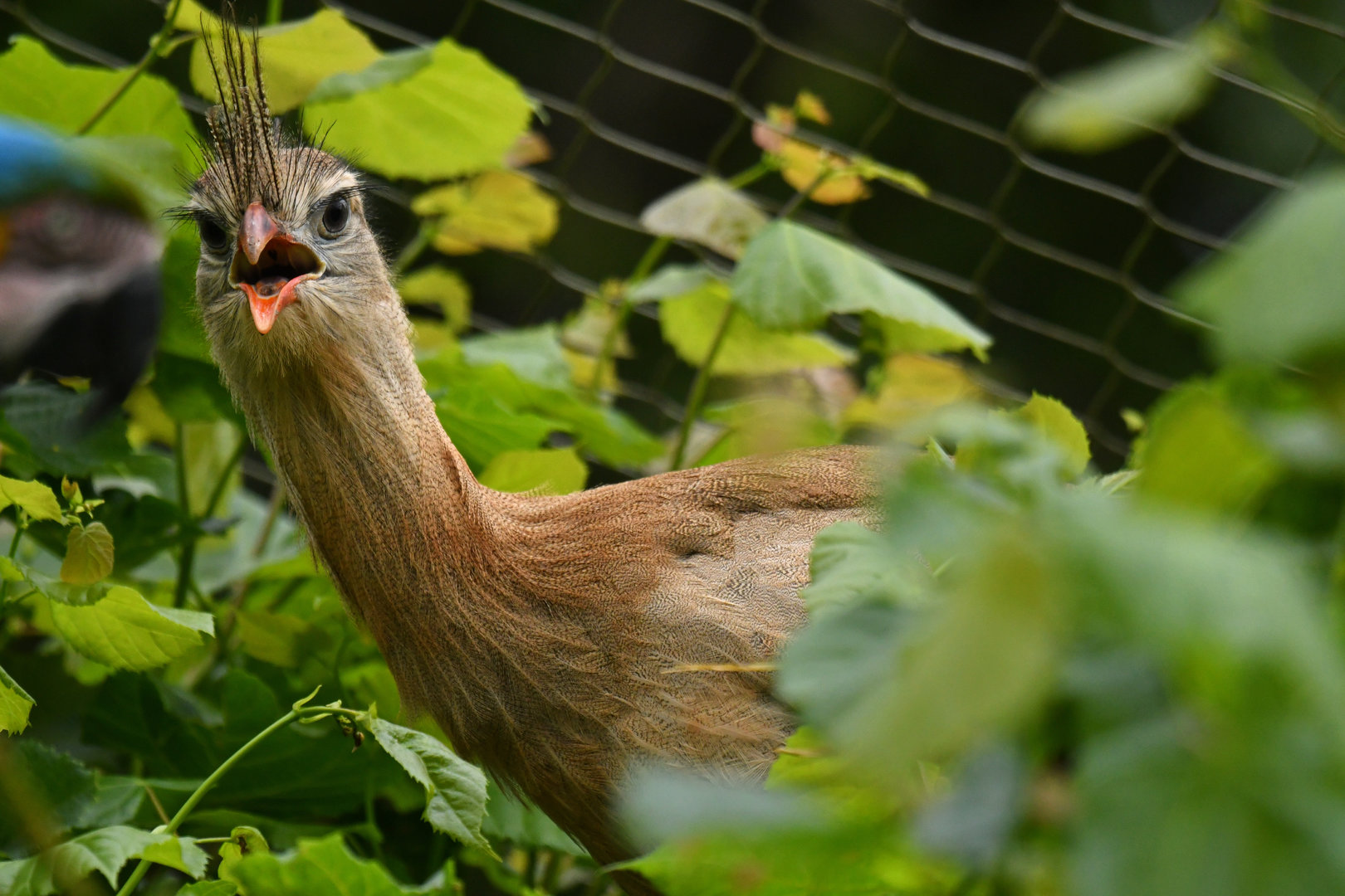 Red legged seriema (Cariama cristata)