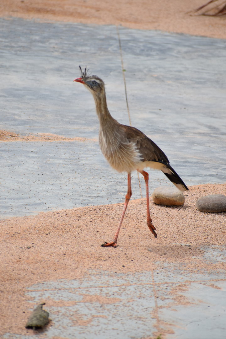 Red-legged Seriema - Cariama cristata