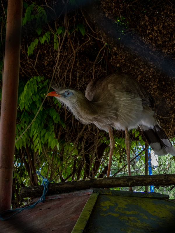 Red-legged seriema (Cariama cristata)