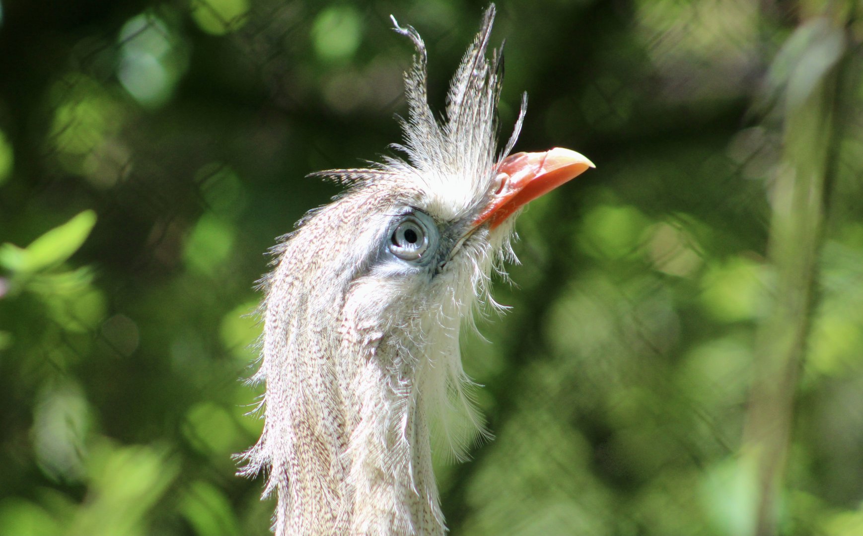 Red-Legged Seriema (Cariama cristata)