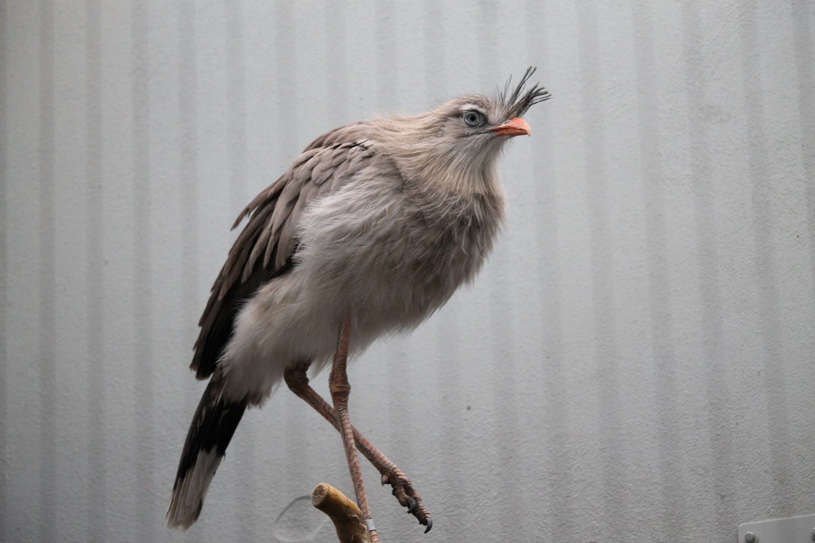 Red-legged seriema (Cariama cristata)
