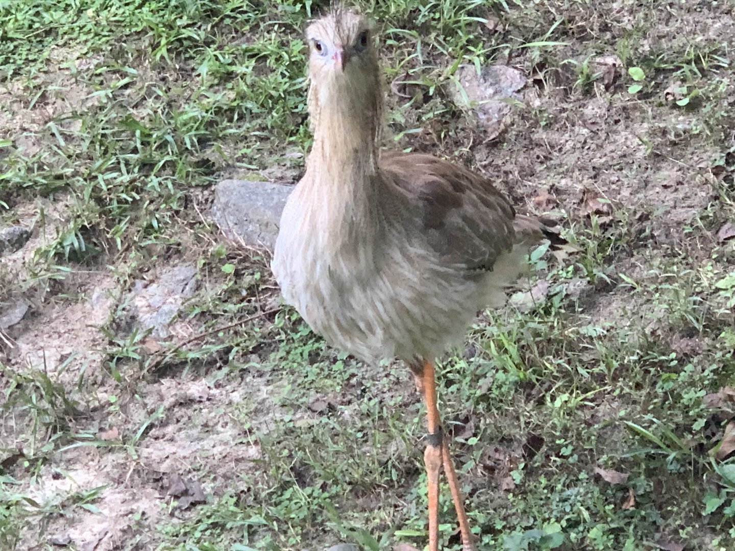 Red-Legged Seriema (Cariama cristata)