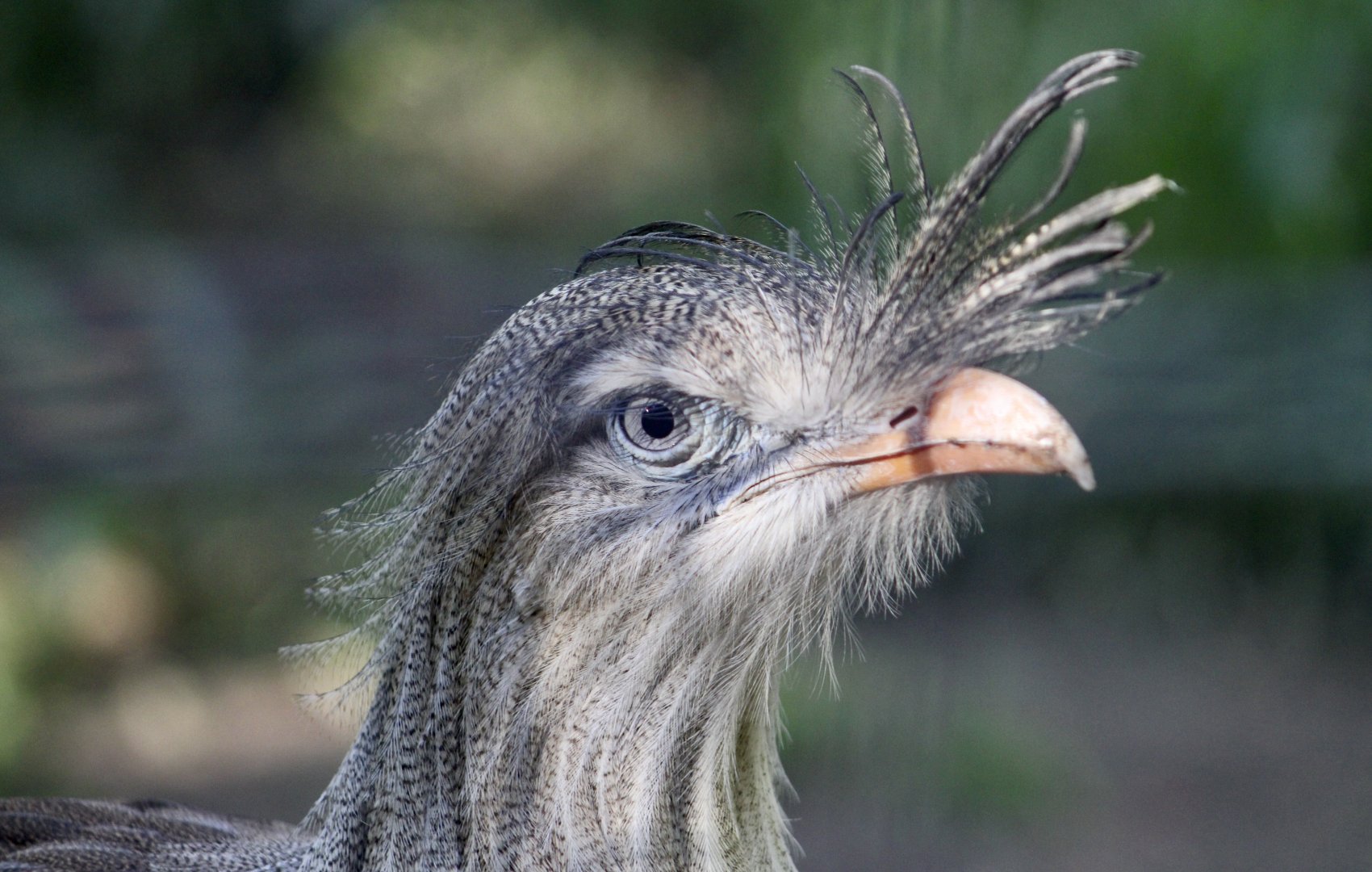 Red-Legged Seriema (Cariama cristata)