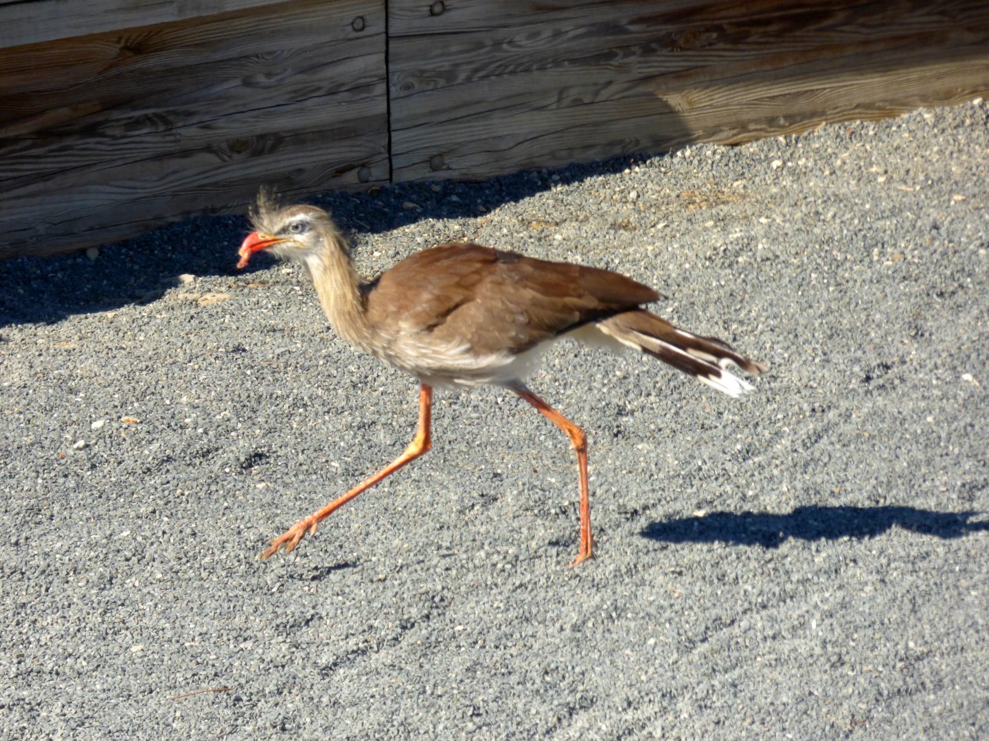 Red-legged seriema (Cariama cristata)