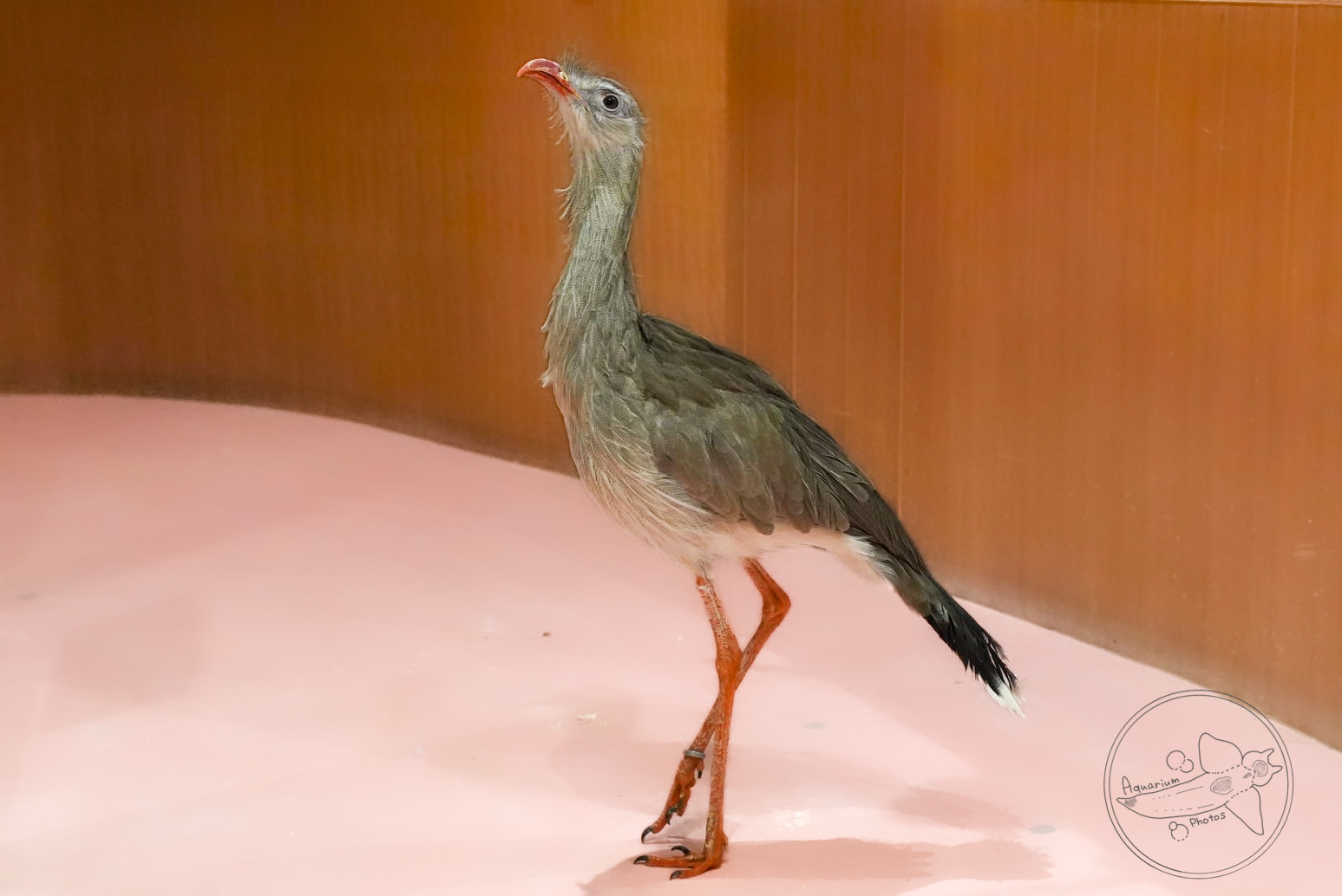 Red-legged Seriema (Cariama cristata)