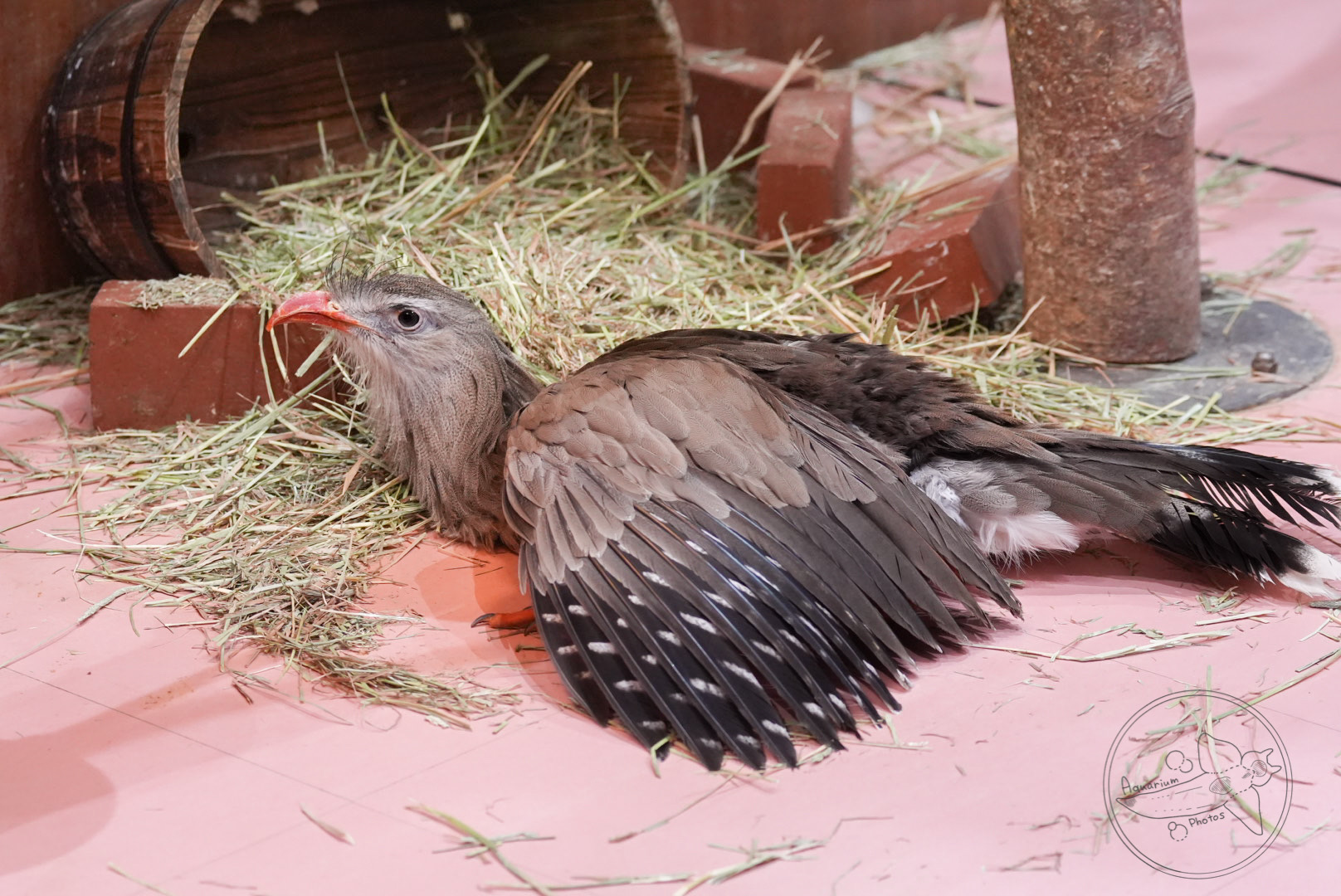 Red-legged Seriema (Cariama cristata)