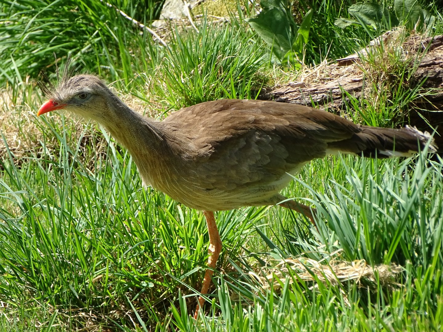 Red-legged seriema (Cariama cristata)