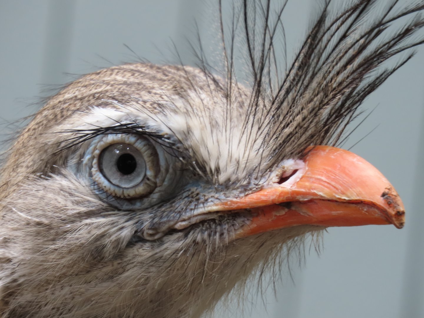 Red-legged Seriema (Cariama cristata)