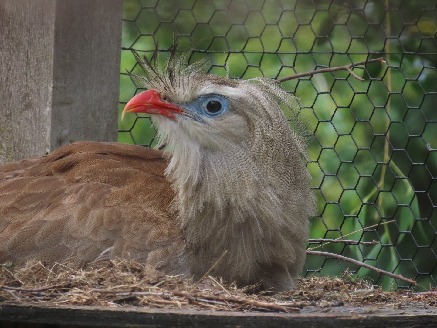 Red-legged Seriema (Cariama cristata)