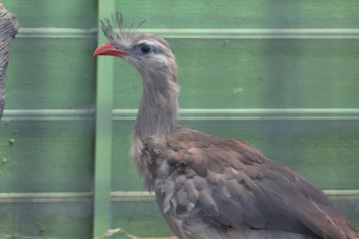Red-legged seriema (Cariama cristata)