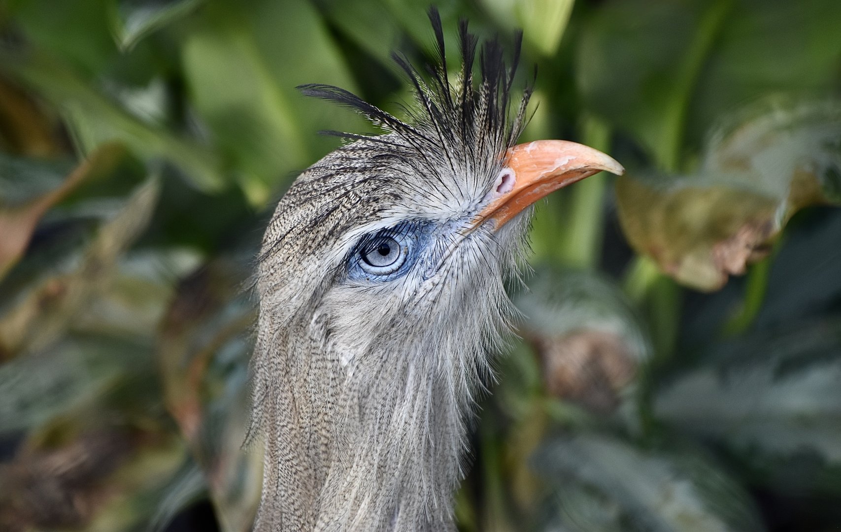 Red-Legged Seriema (Cariama cristata)