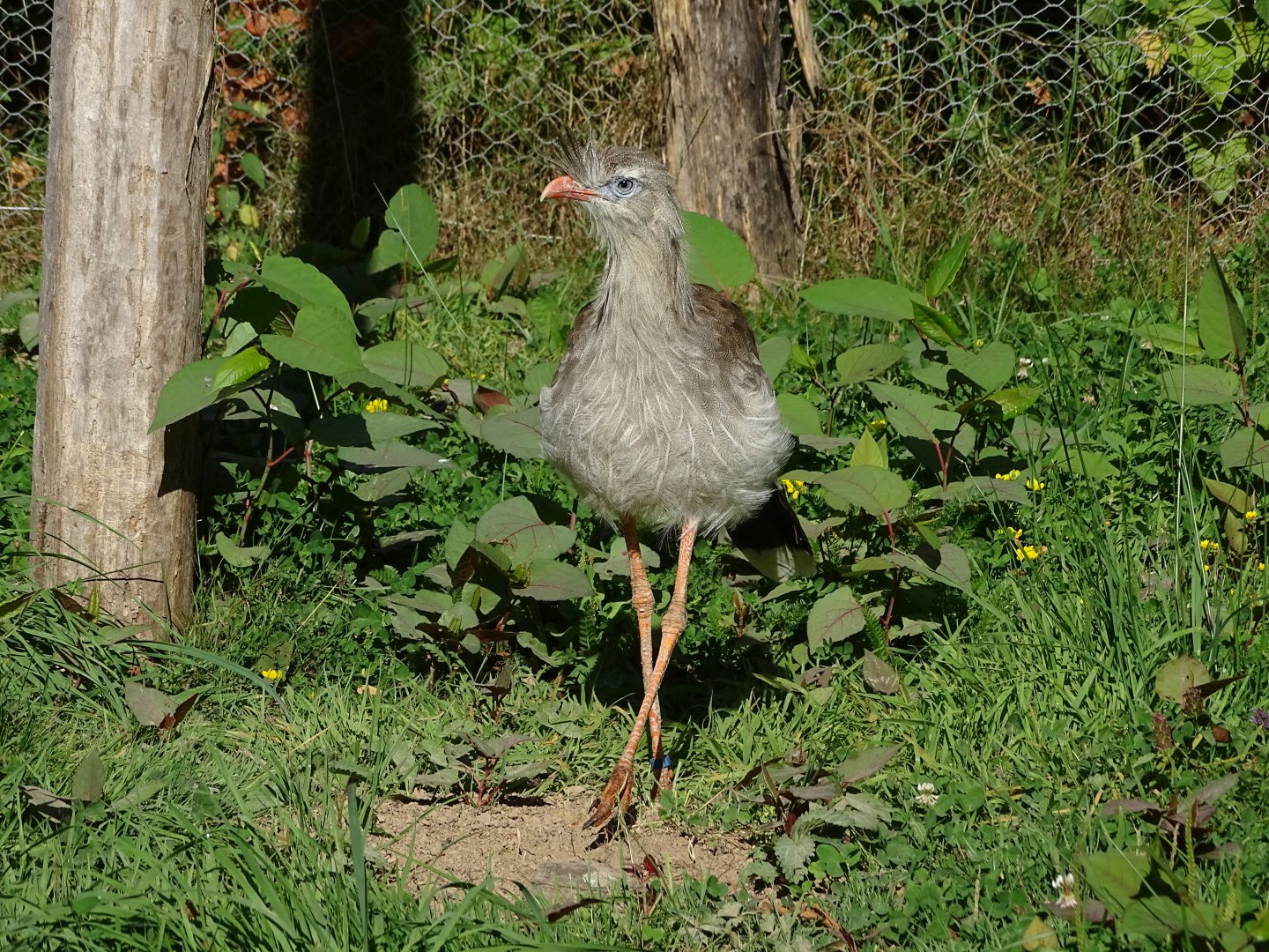 Red-legged seriema (Cariama cristata)