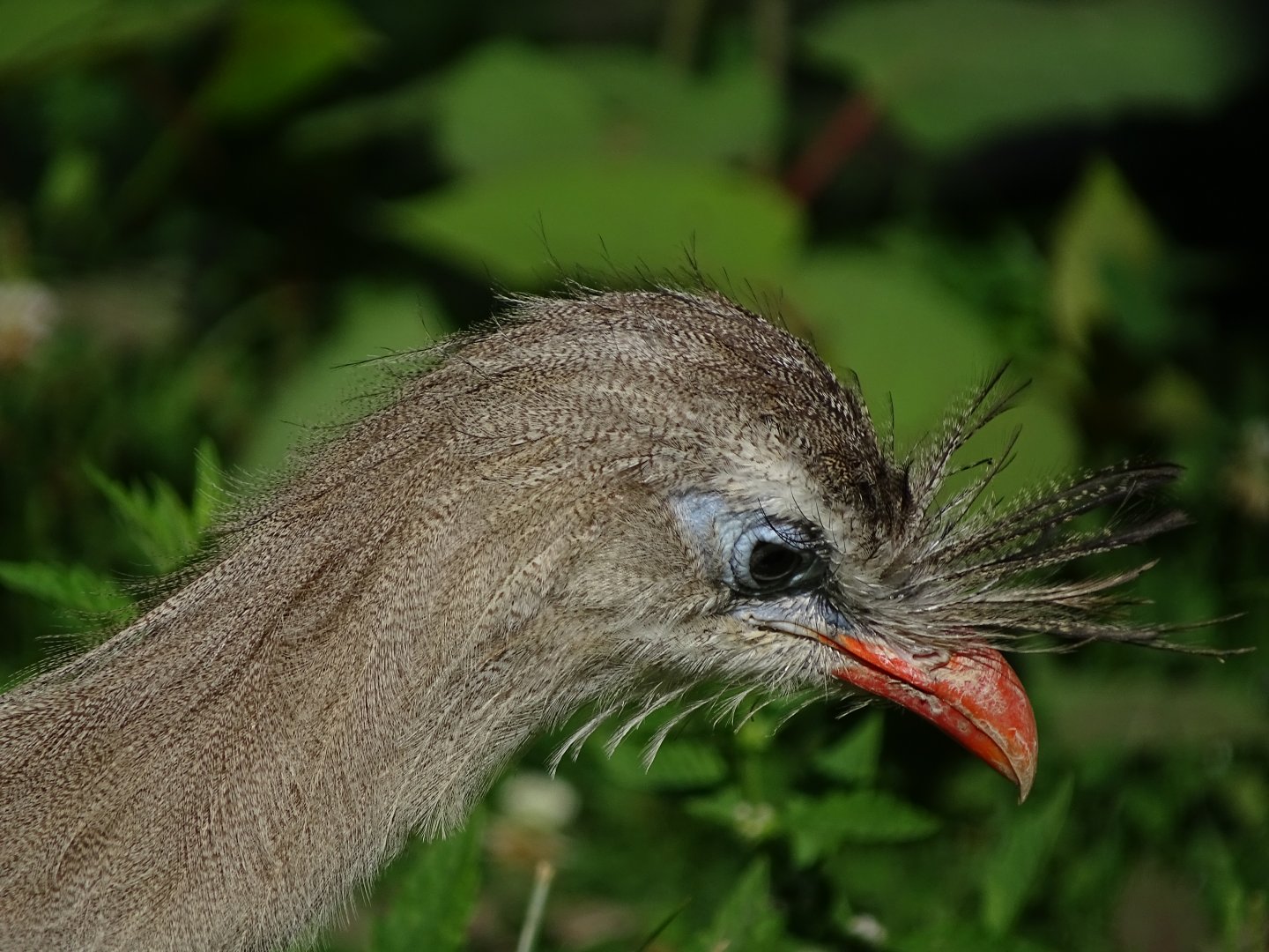 Red-legged seriema (Cariama cristata)