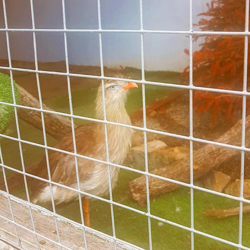 Red-legged Seriema (Carima christata)