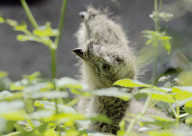 Red-legged seriema chicks