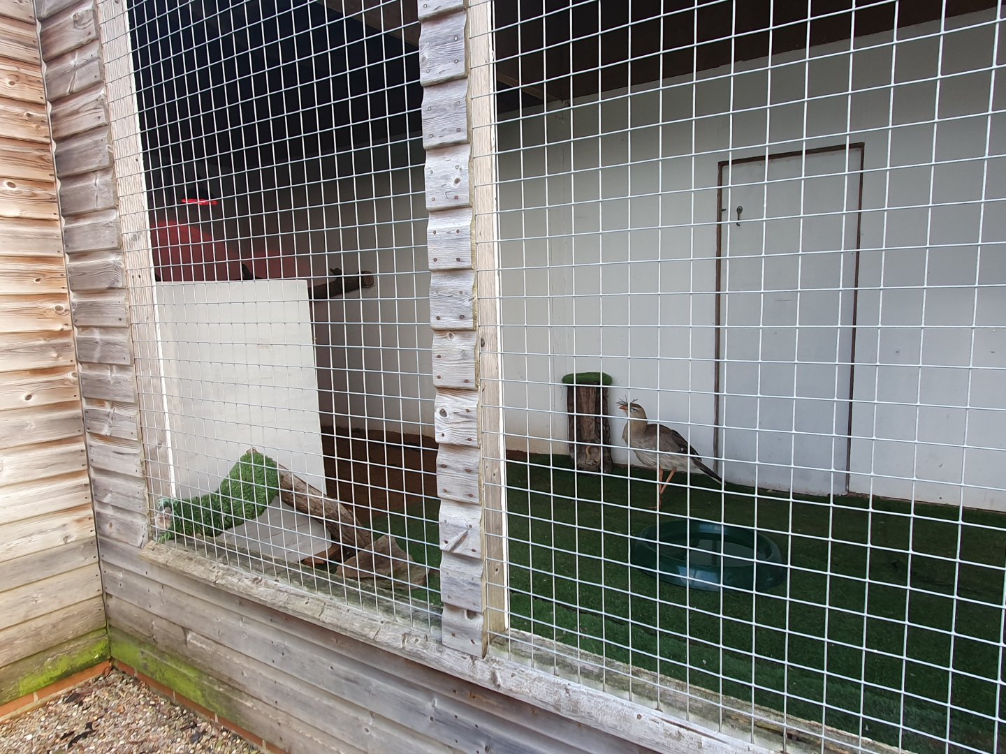 Red legged seriema enclosure 17/12/23