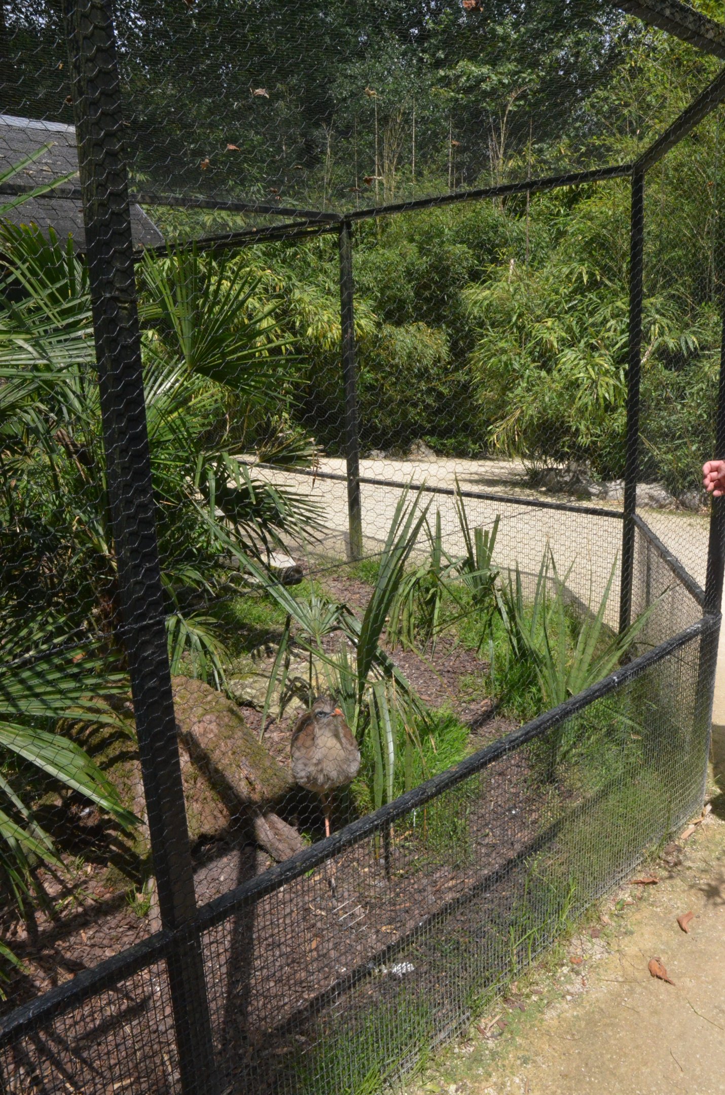 Red-legged Seriema Enclosure at Clères, 16/06/18