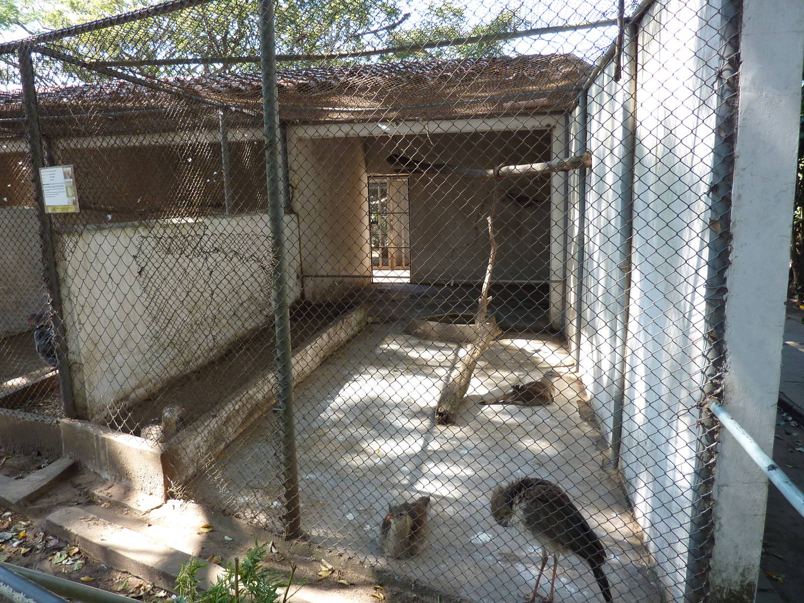 Red-legged seriema enclosure