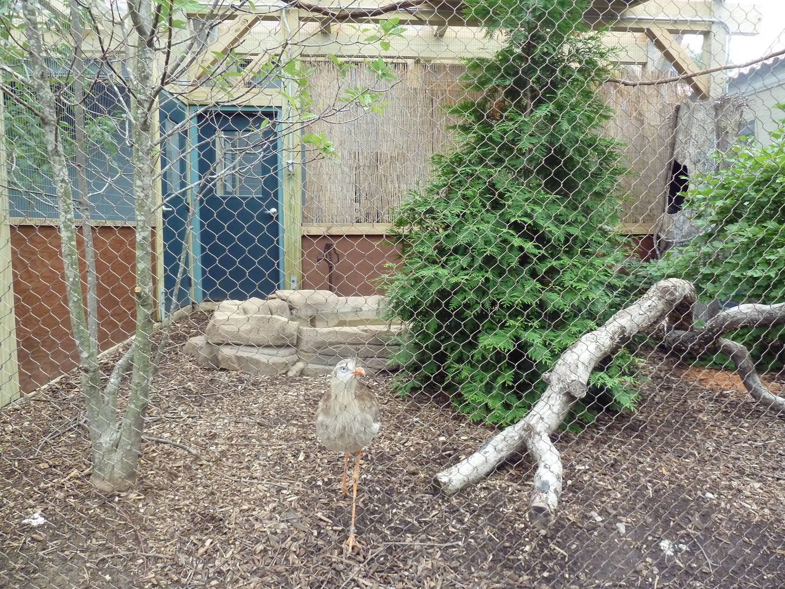 Red-Legged Seriema Exhibit