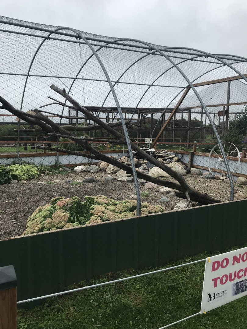 Red-Legged Seriema Exhibit