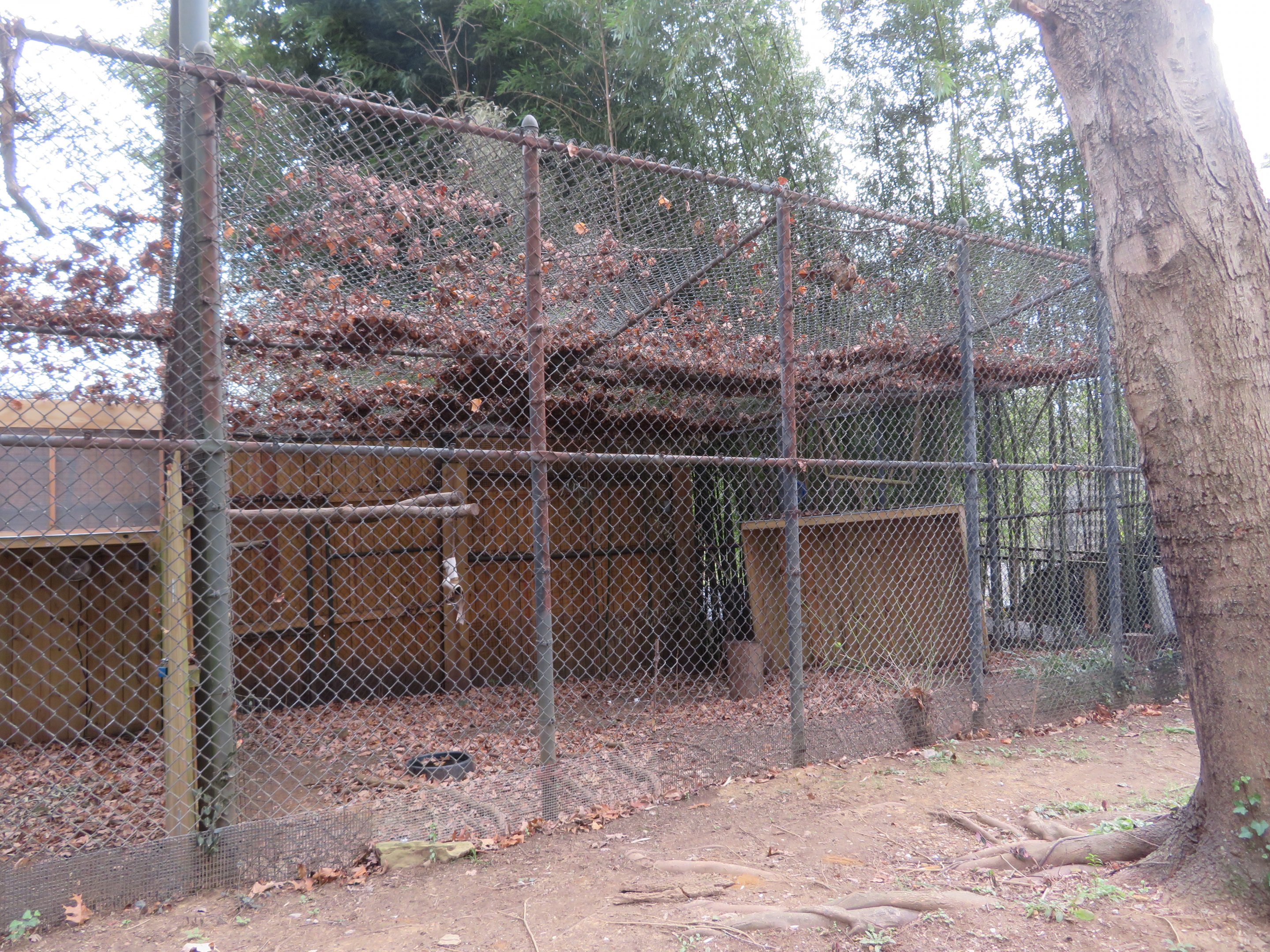Red-legged Seriema Exhibit