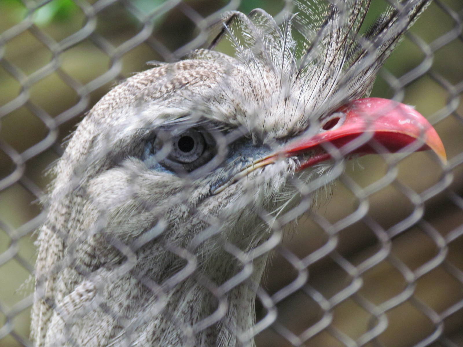 Red Legged Seriema Face