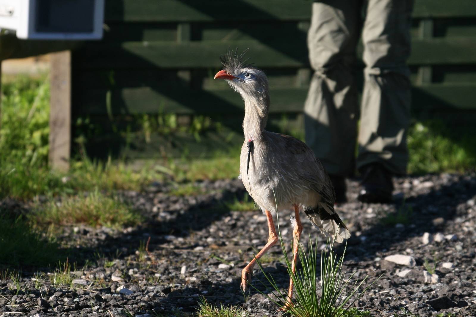Red-Legged Seriema, Gauntlet 2008