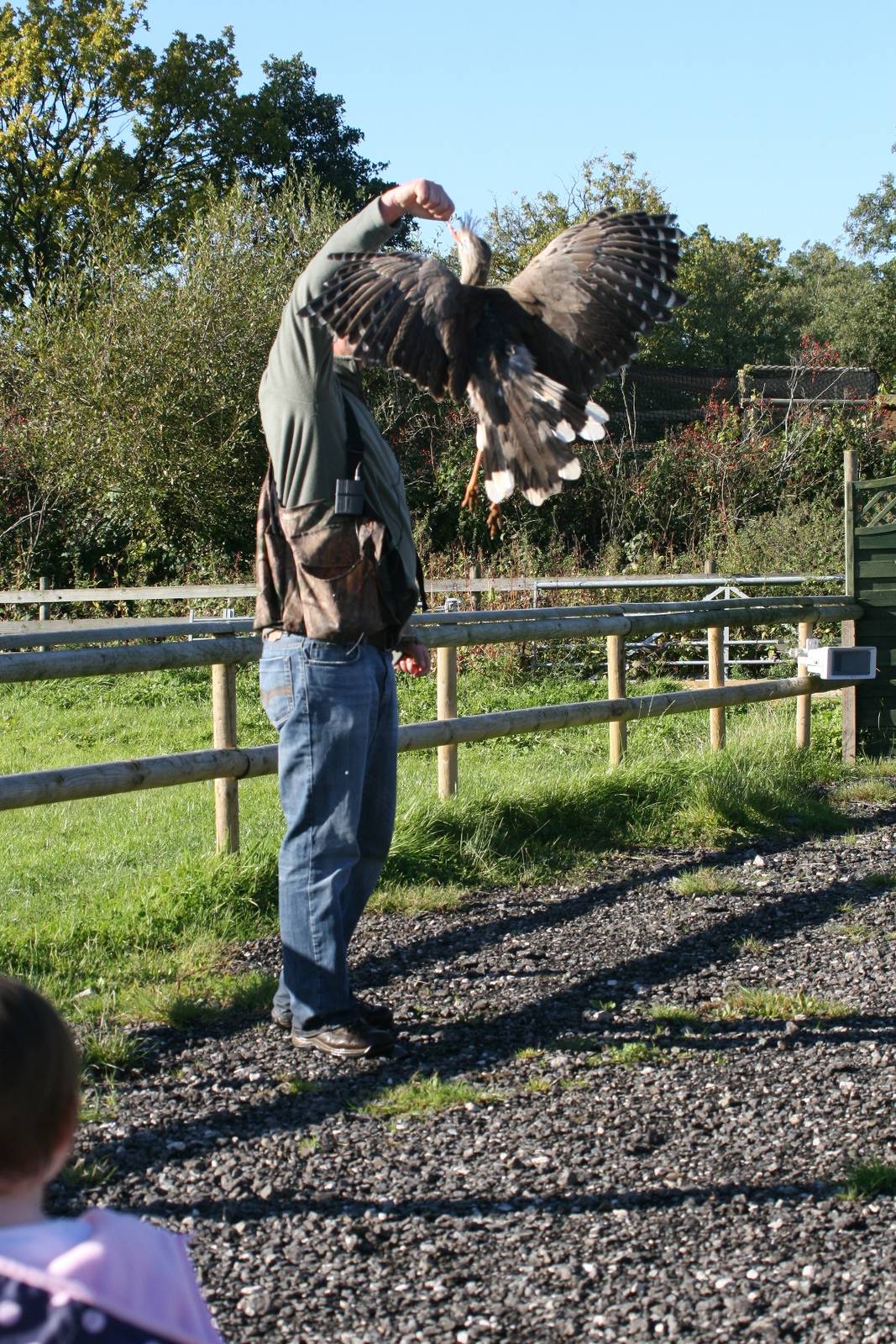 Red-Legged Seriema, Gauntlet 2008