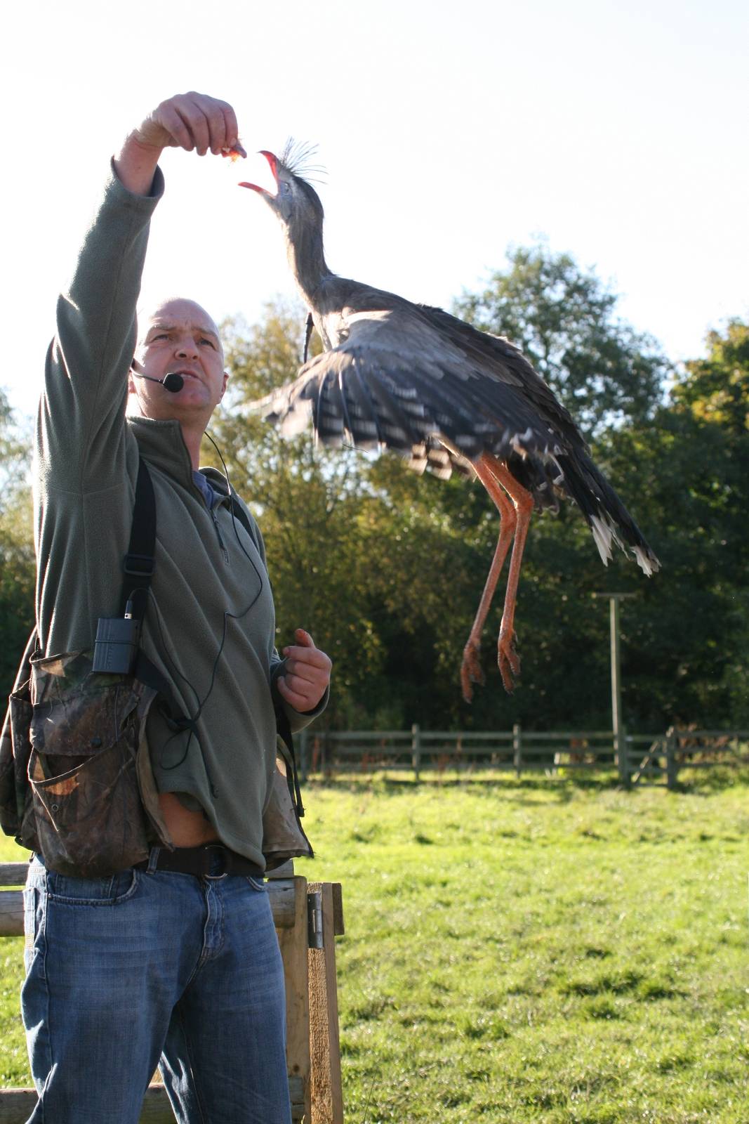 Red-Legged Seriema, Gauntlet 2008