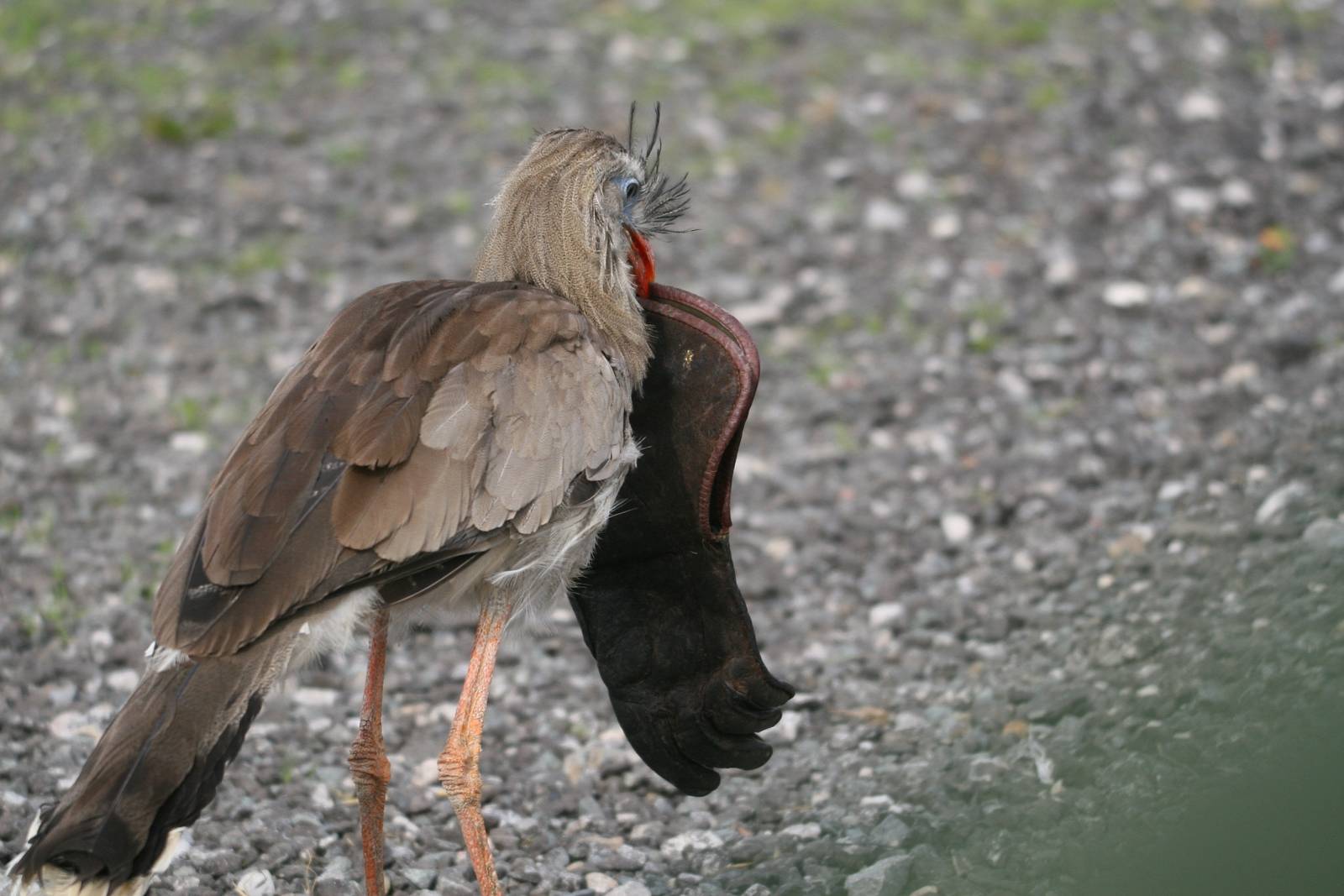 Red-Legged Seriema, Gauntlet 2010