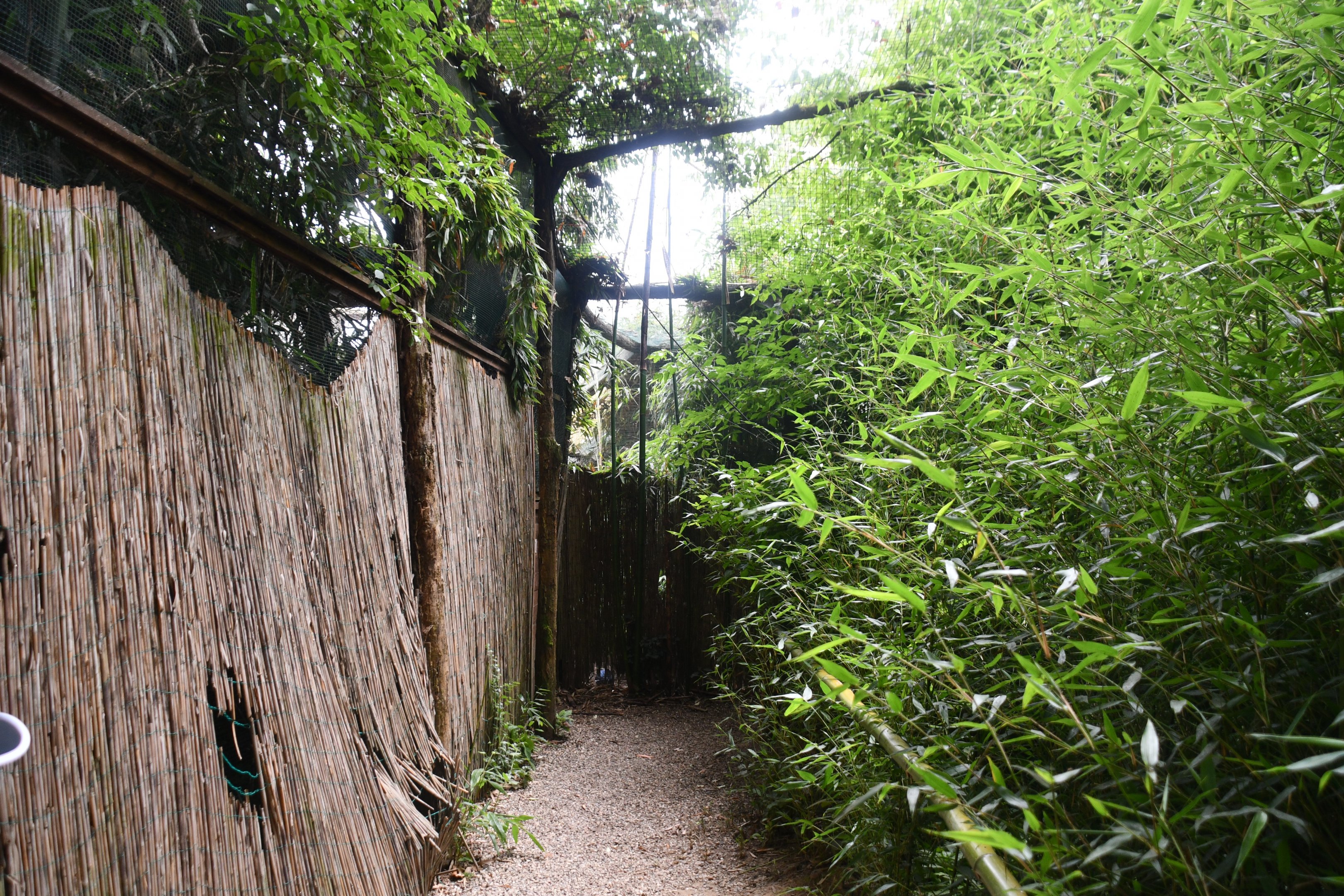 Red-legged Seriema/Glossy Ibis aviary