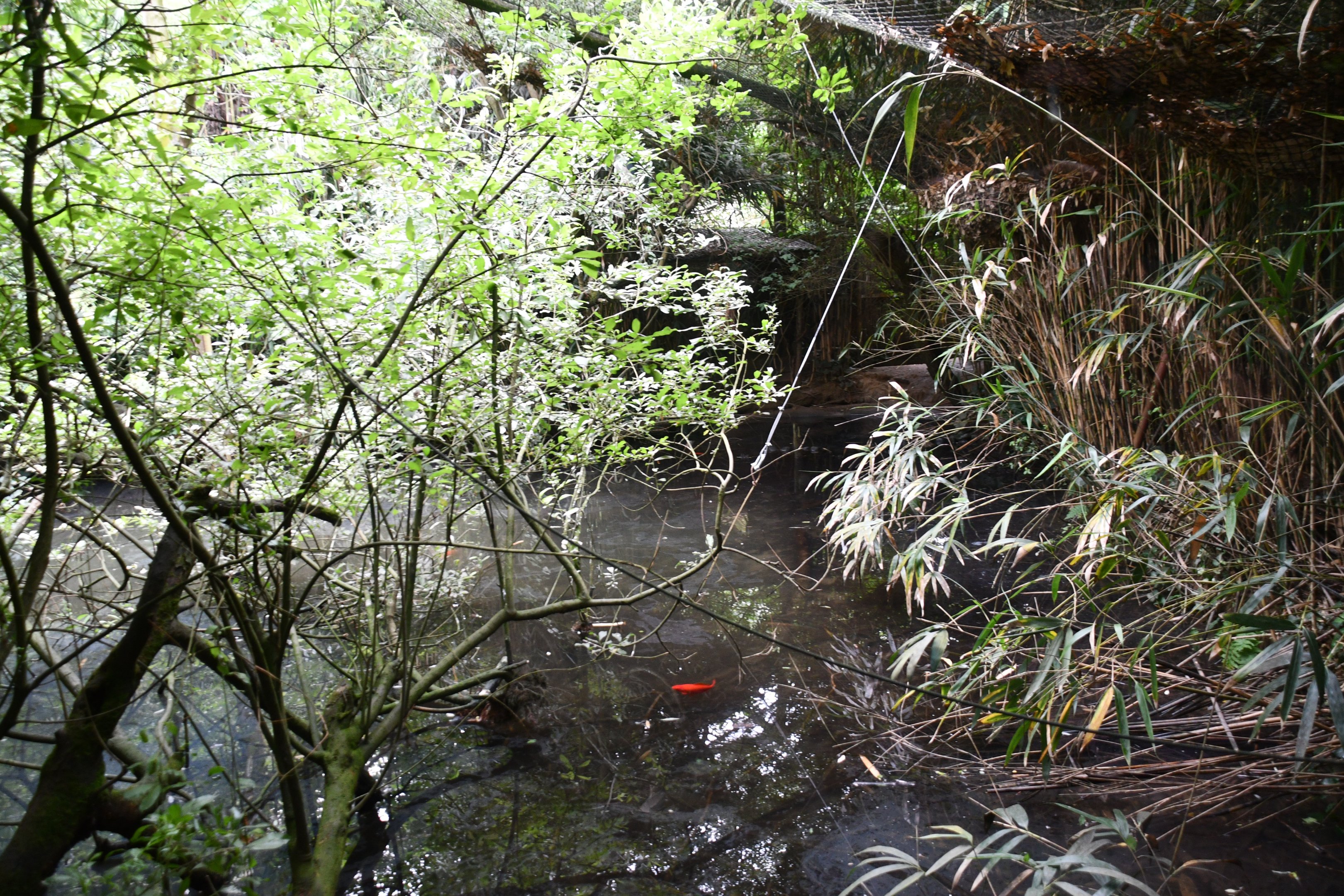 Red-legged Seriema/Glossy Ibis aviary