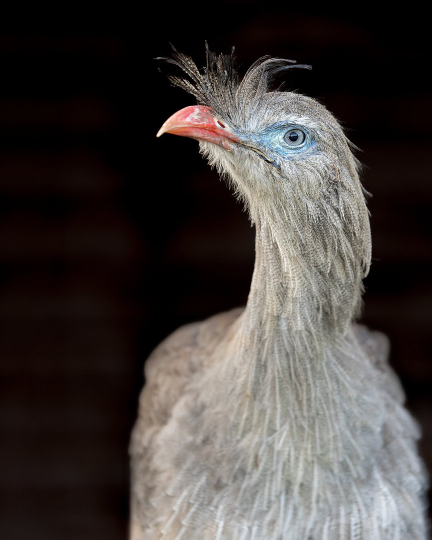 Red-legged Seriema / Hamerton / 16-11-22