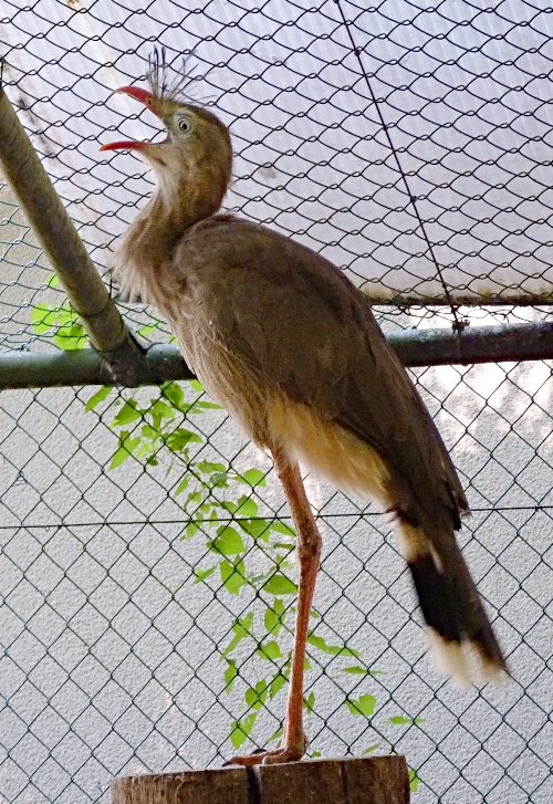 Red-legged seriema in territorial display