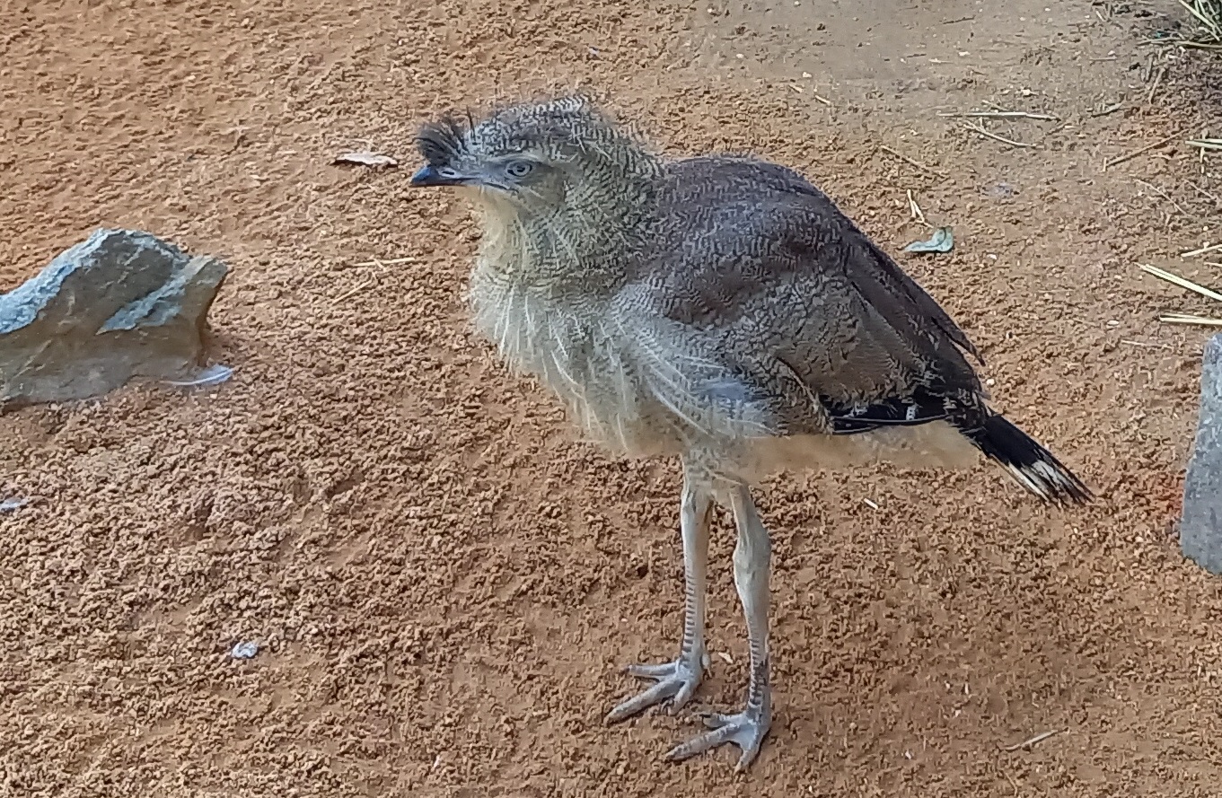 Red-legged seriema - juvenile