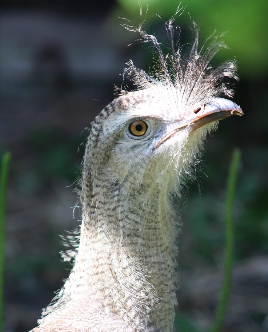 Red-legged seriema - juvenile