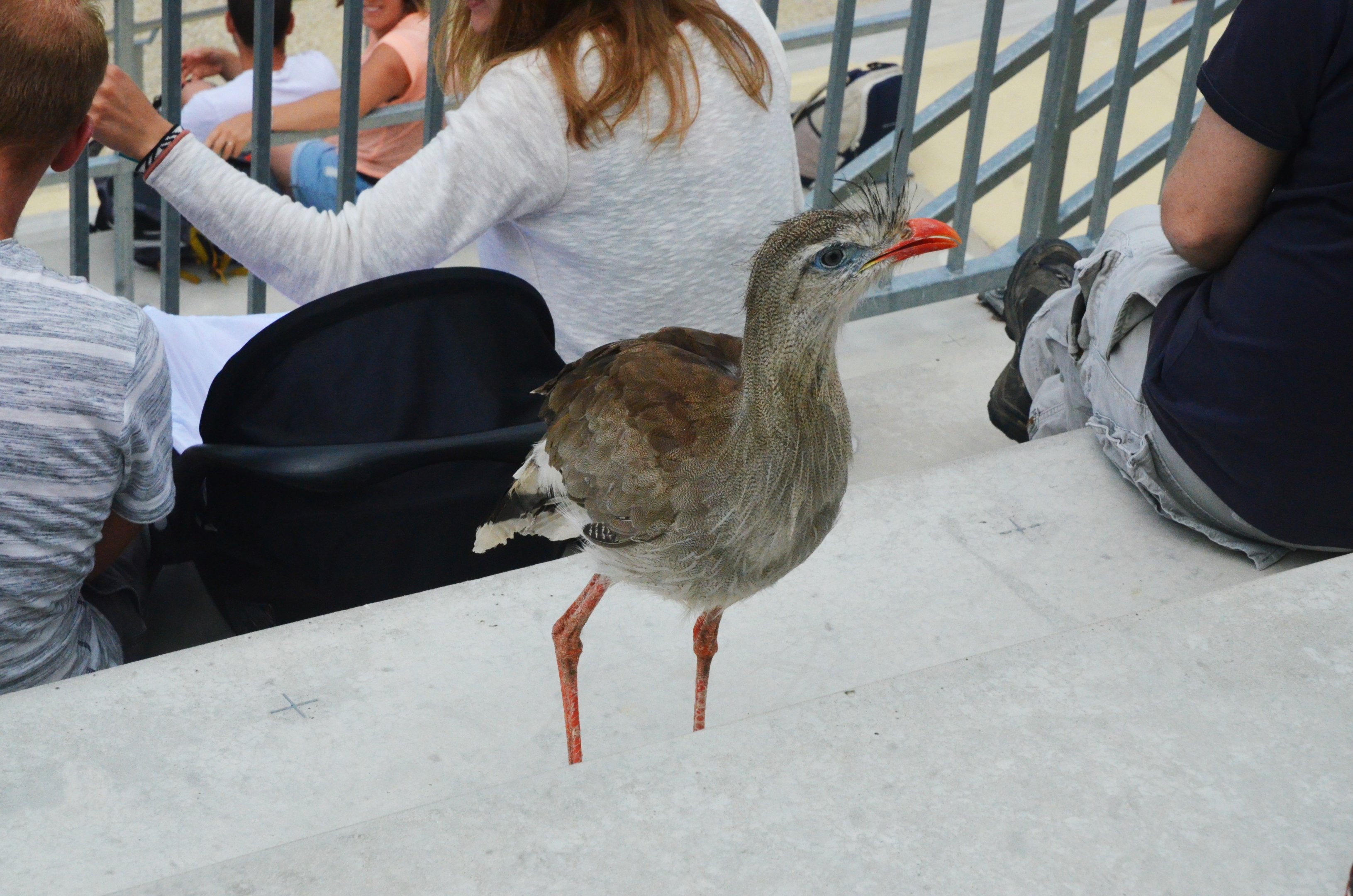 Red-legged Seriema - Les Maîtres des Airs at Beauval, 12/06/18