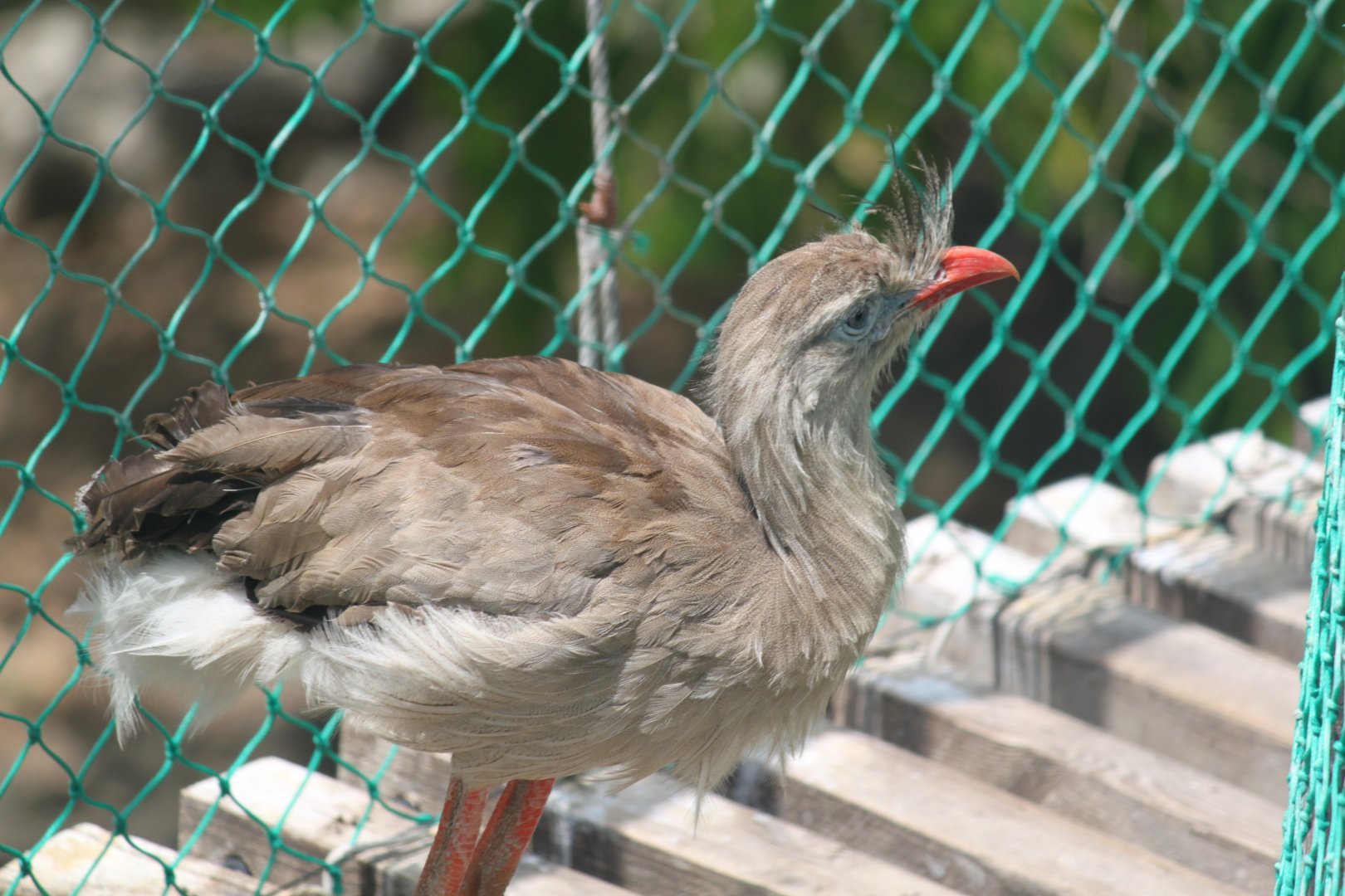 Red-legged seriema nesting on a bridge