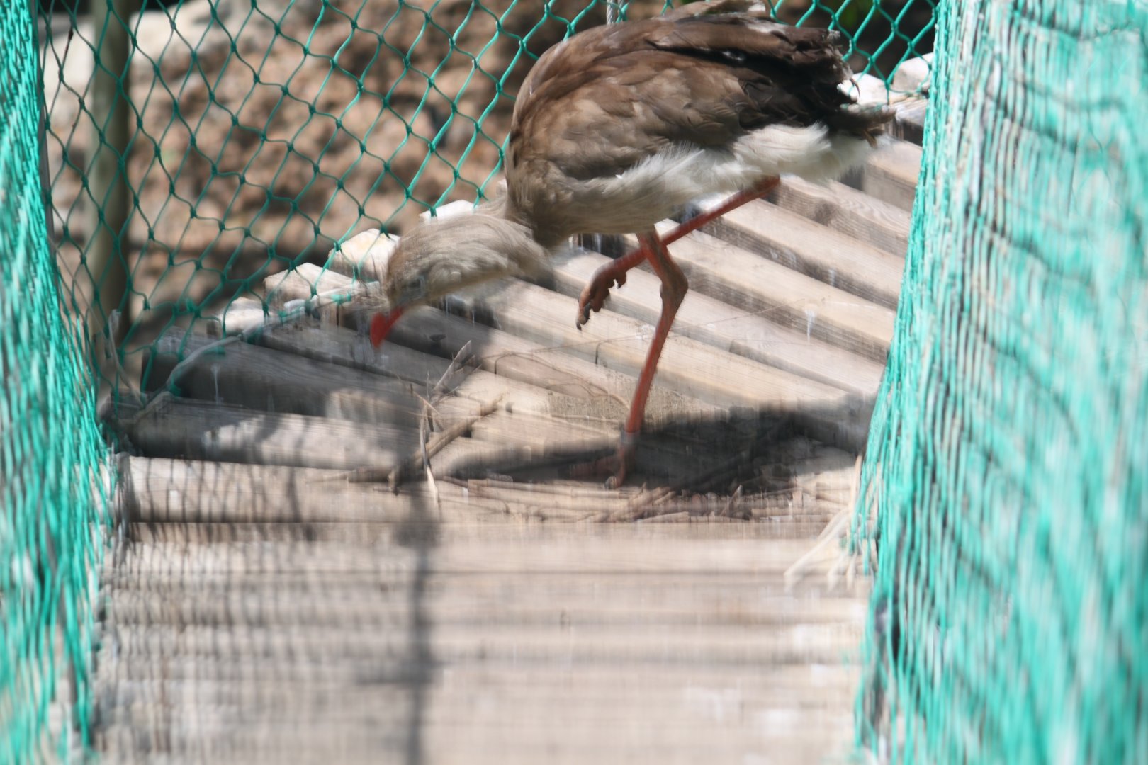 Red-legged seriema nesting on a wobbly bridge