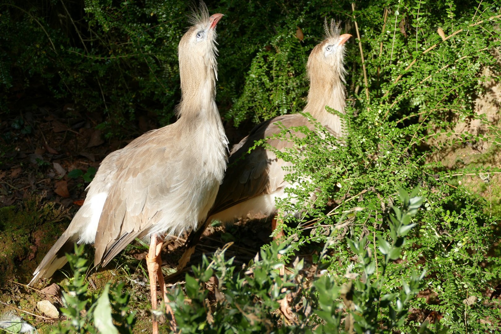 Red-legged Seriema, October 2021