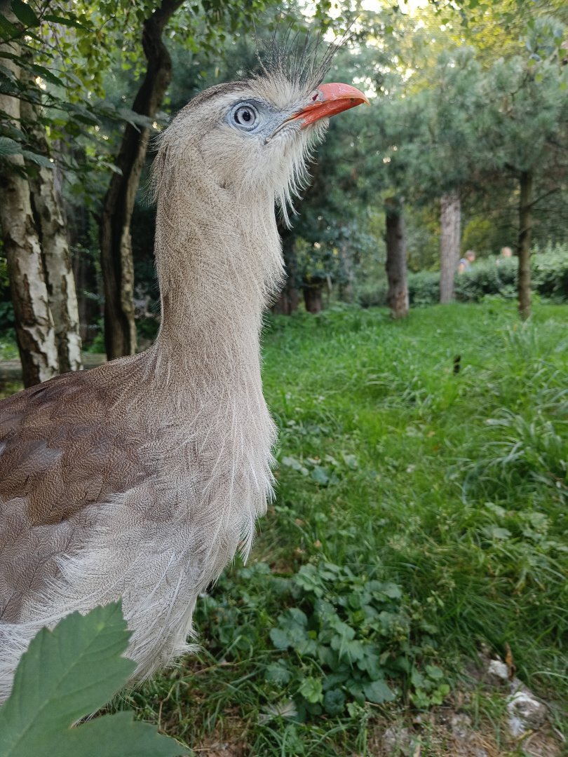 Red-legged Seriema - Pheasantry