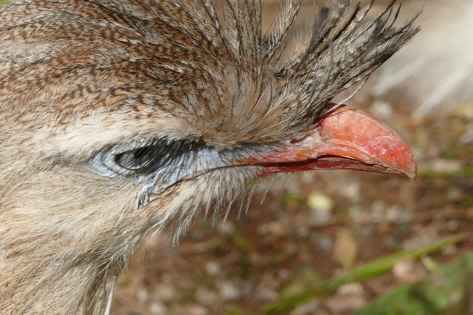 Red-legged Seriema, September 2020