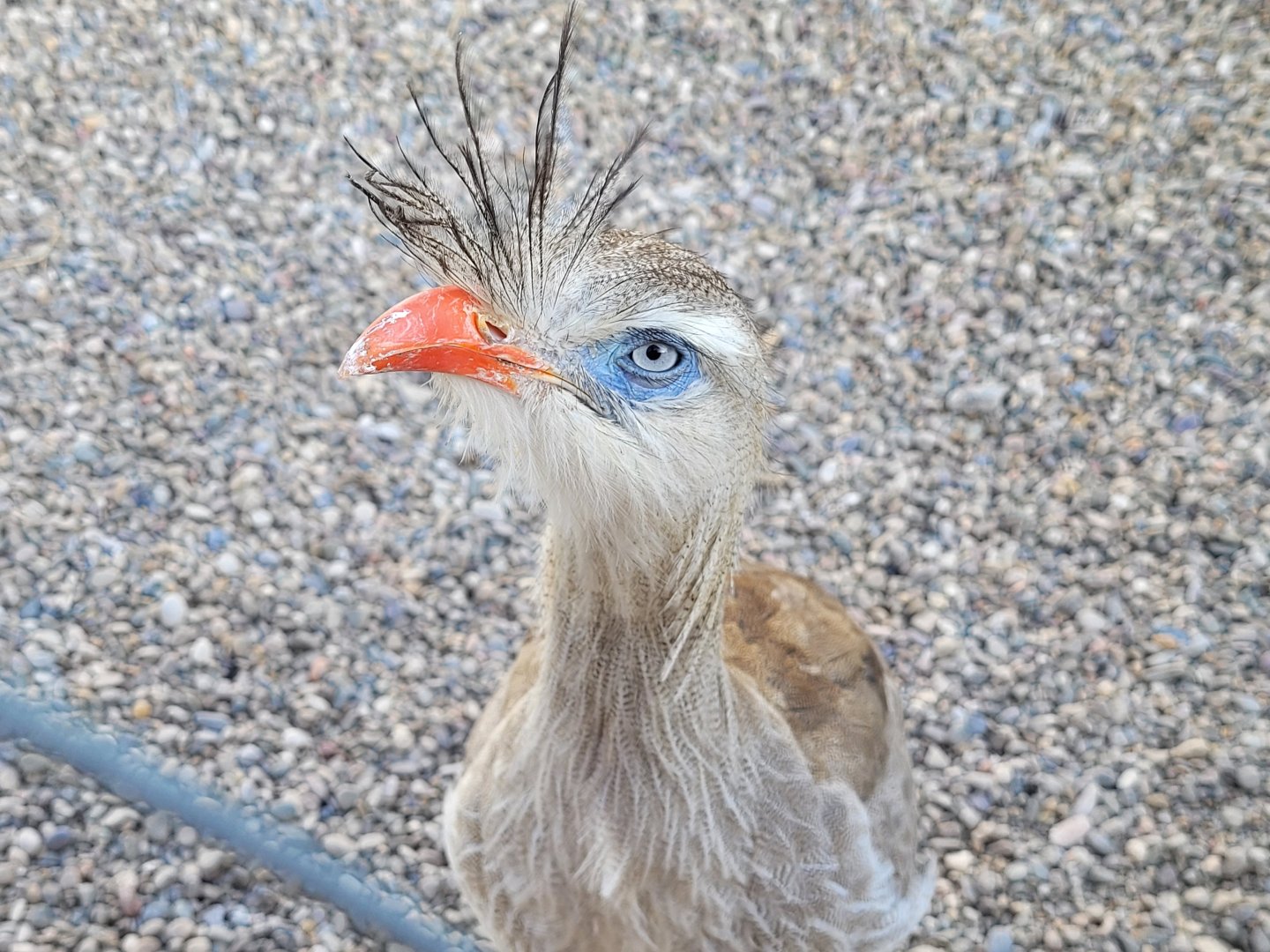 Red-legged seriema -Tierra Rapaz (2024)