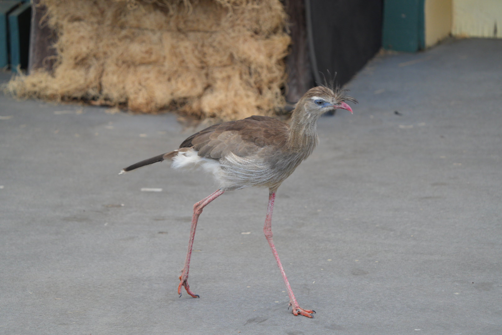 Red Legged Seriema (Twiggy)