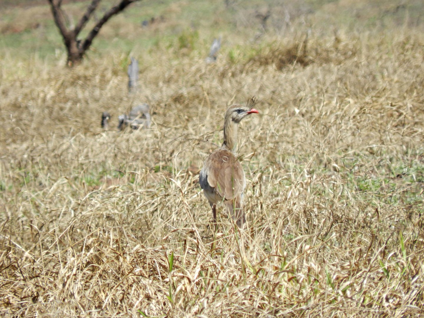 Red-legged seriema - Vespasiano, MG Brazil