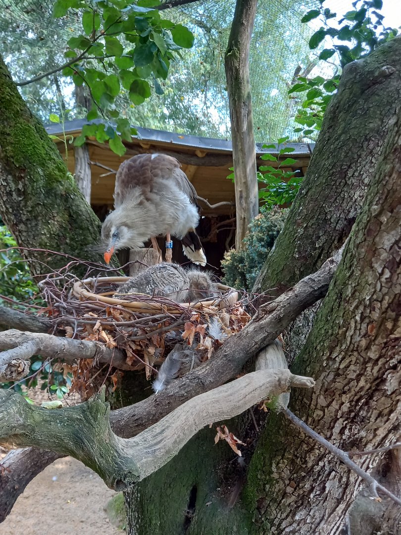 Red-legged seriema with chicks