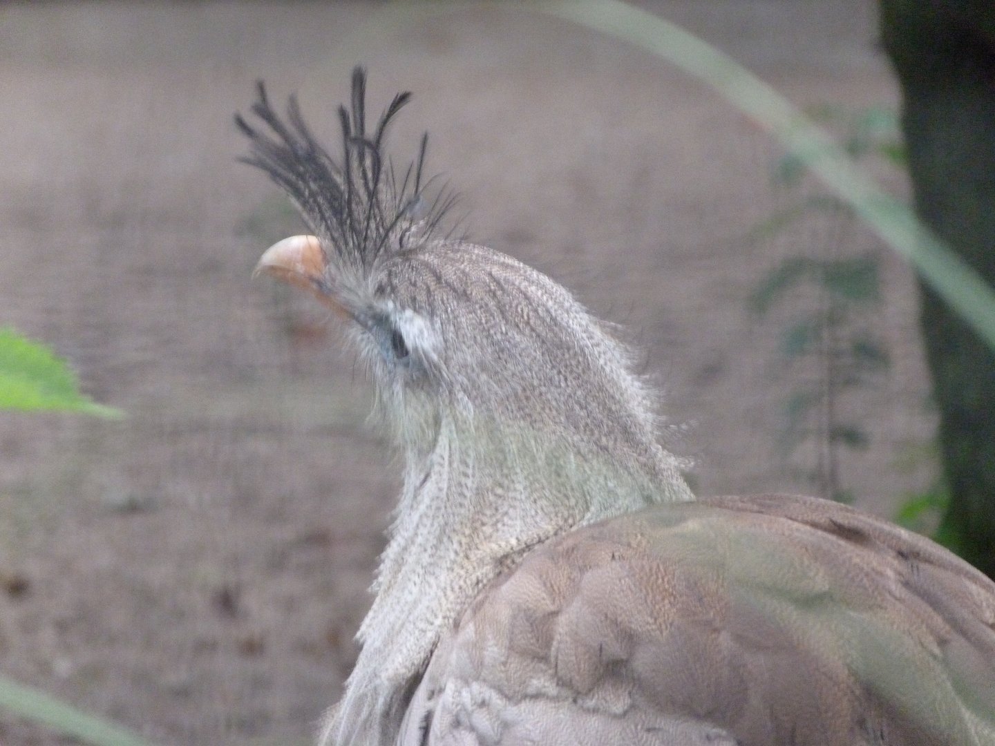 Red-legged seriema -Zoologischer Garten Berlin (2024)