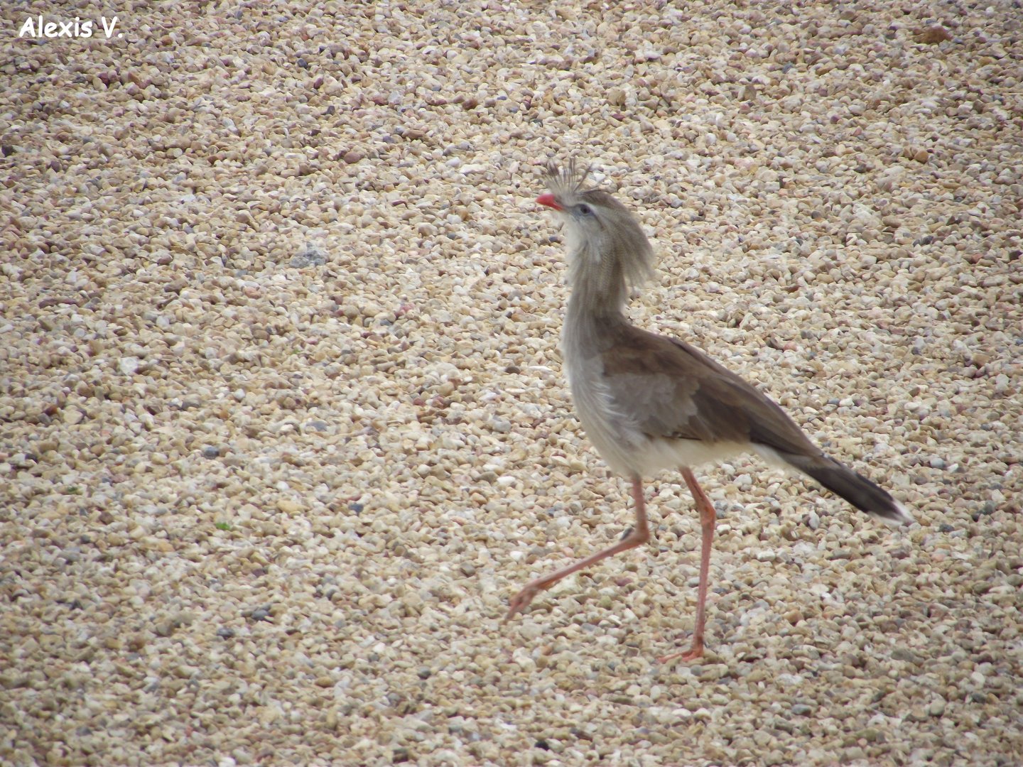Red-legged Seriema - Zooparc de Beauval - 05/2015