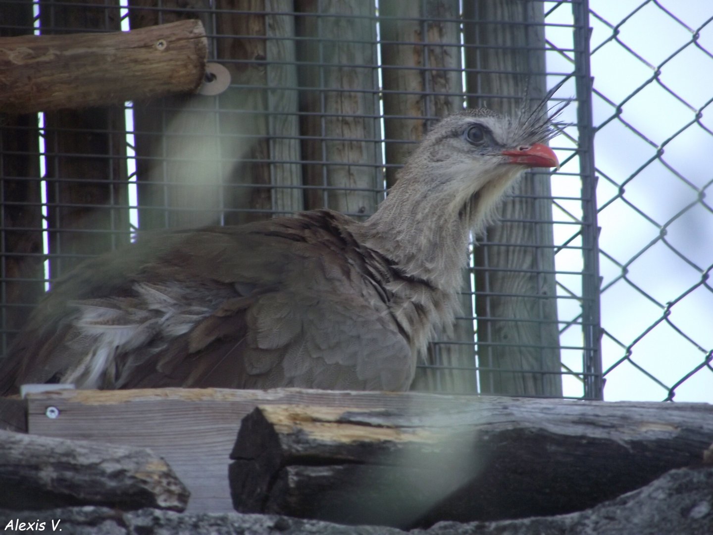 Red-legged Seriema - Zooparc de Beauval, 09/08/2025
